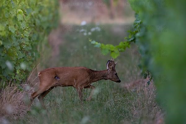 Roebuck