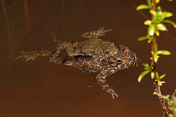 European green toad