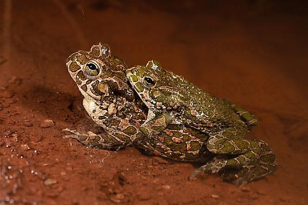 European green toad