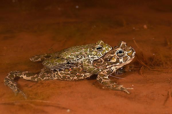 European green toad