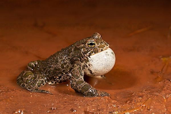 European green toad