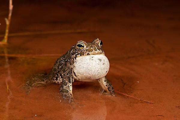 European green toad