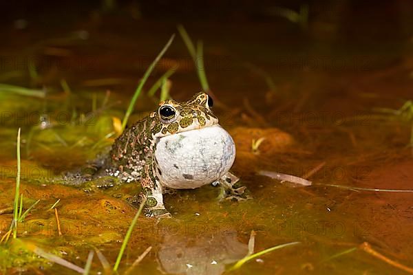 European green toad