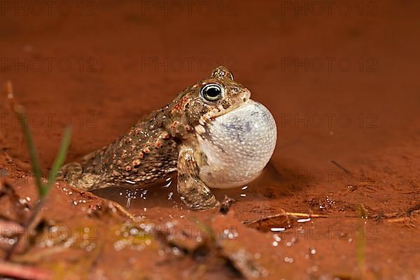 Natterjack toad