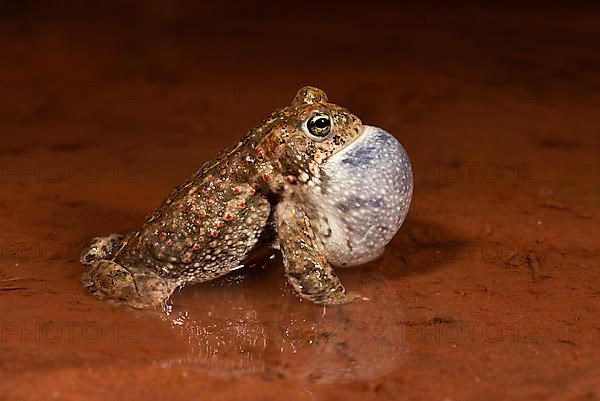 Natterjack toad