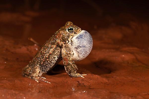 Natterjack toad