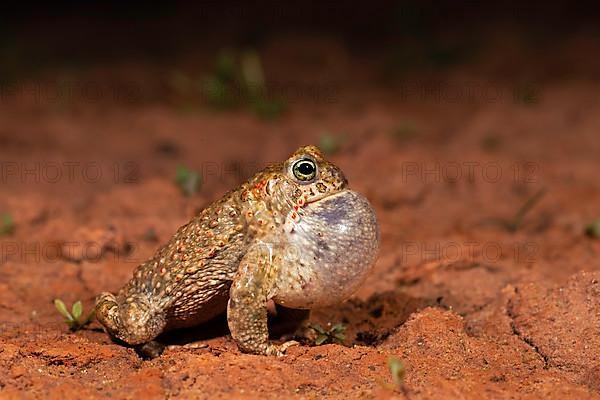 Natterjack toad