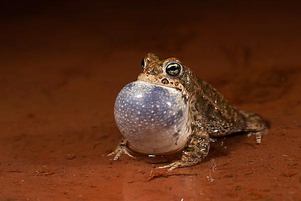 Natterjack toad