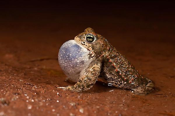 Natterjack toad