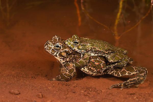 European green toad