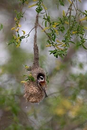 Eurasian Penduline Tit