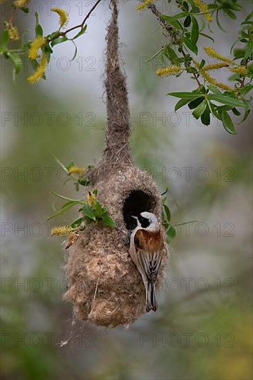 Eurasian Penduline Tit