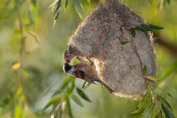 Eurasian penduline tit