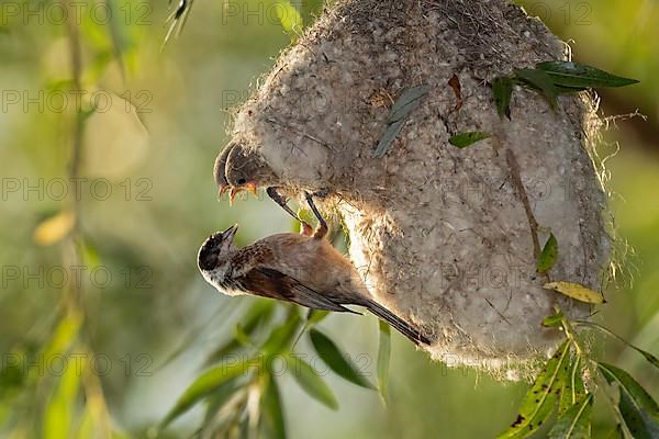 Eurasian penduline tit