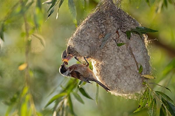 Eurasian penduline tit