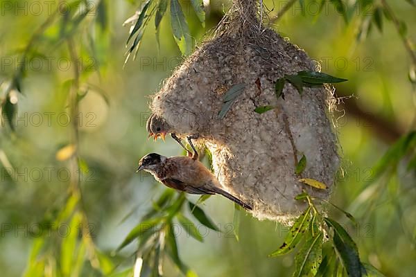 Eurasian penduline tit