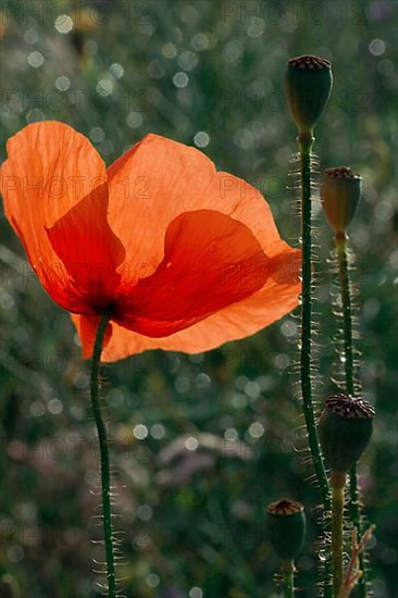 Poppy pod in field