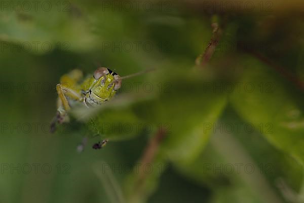 Green Mountain Grasshopper