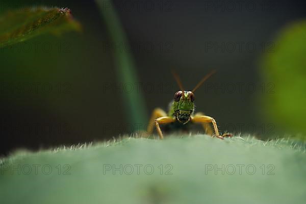 Green Mountain Grasshopper