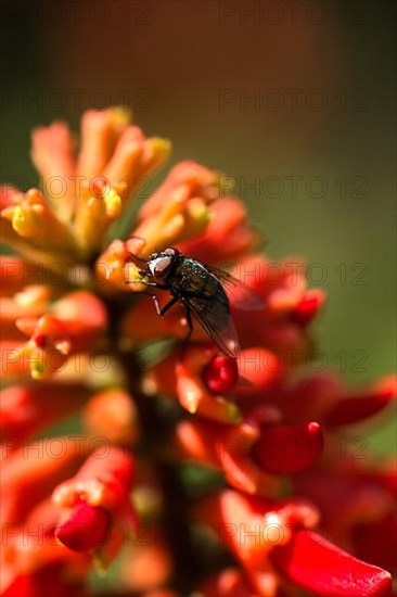 Fly on flower