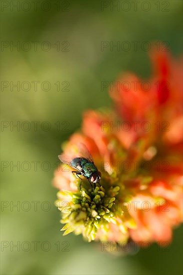 Fly on flower