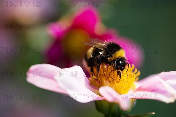 Bumblebee on flower