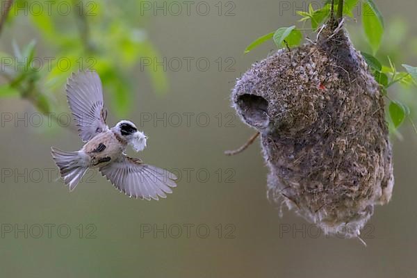 Eurasian penduline tit