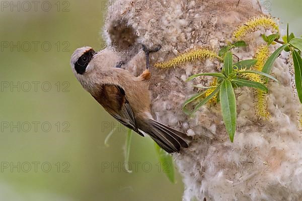 Eurasian penduline tit