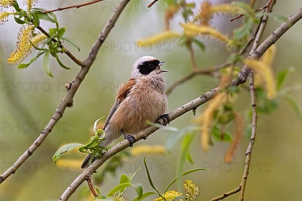 Eurasian penduline tit