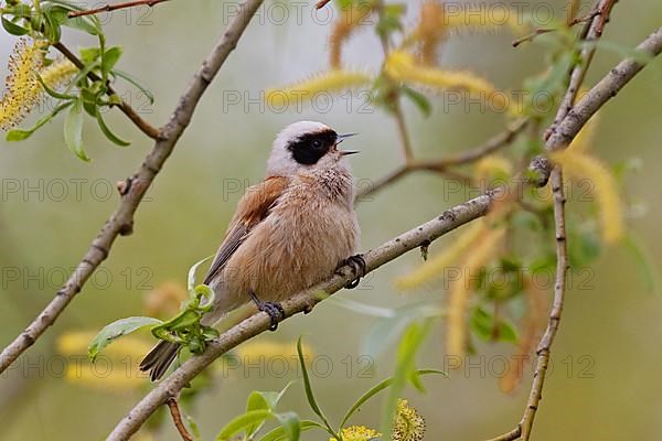 Eurasian penduline tit