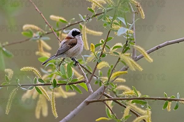 Eurasian penduline tit