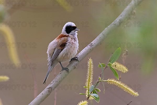 Eurasian penduline tit