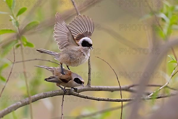 Eurasian penduline tit