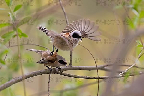 Eurasian penduline tit