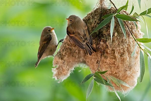 Eurasian penduline tit