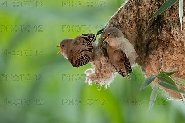 Eurasian penduline tit