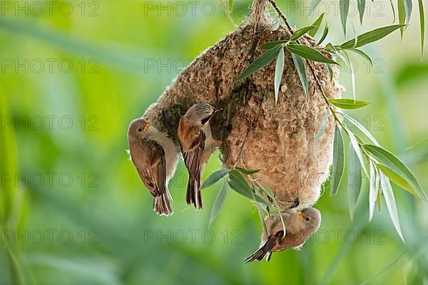 Eurasian penduline tit