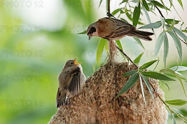 Eurasian penduline tit