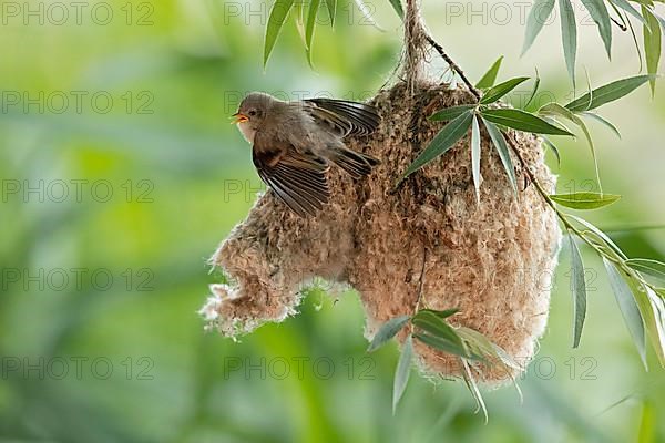 Eurasian penduline tit