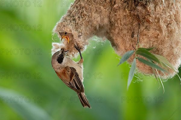 Eurasian penduline tit