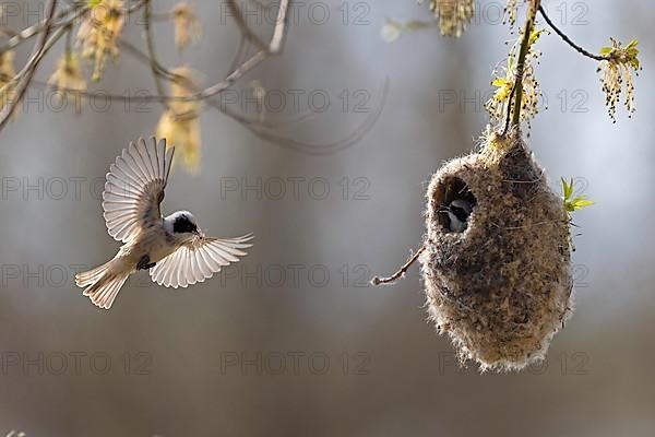 Eurasian penduline tit