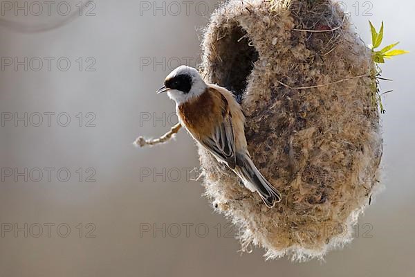 Eurasian penduline tit