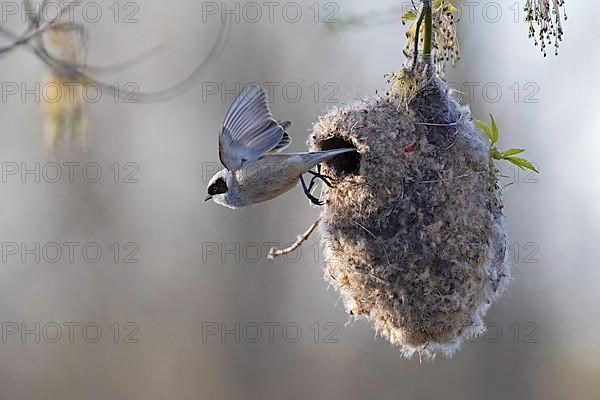 Eurasian penduline tit