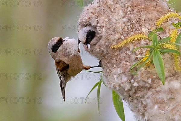 Eurasian penduline tit