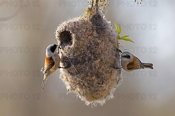 Eurasian penduline tit