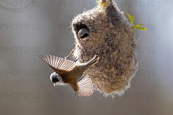 Eurasian penduline tit