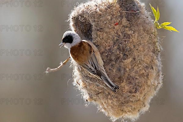 Eurasian penduline tit