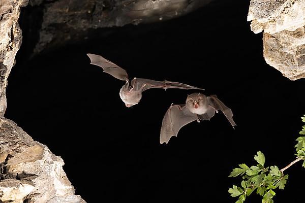 Lesser horseshoe bat