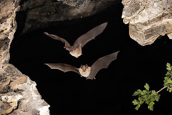 Lesser horseshoe bat