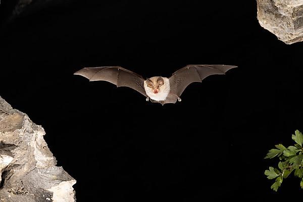 Lesser horseshoe bat